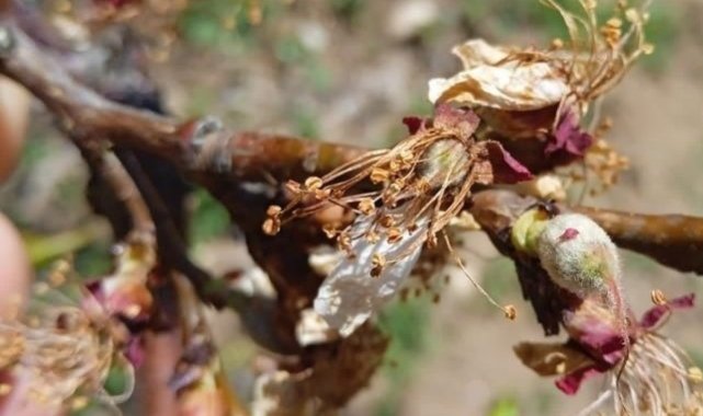 Başkan Çiçek, &quot;Kayısıdaki don rekolteyi etkileyecek&quot;