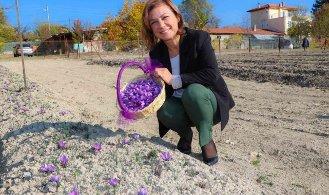 Başkan Köse, "Bu yıl ki safran hasadında hedefimiz 500 gram"