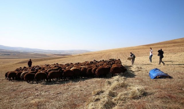 Bayburt&#039;ta devlet desteğiyle koyun varlığı artıyor