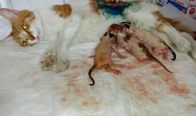 Bilecik&#039;te gebe kedi sezaryen ile doğum yaptırıldı