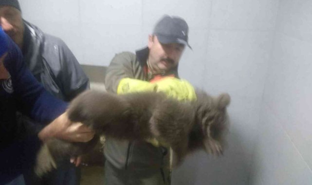 Bilecik'te köpeklerin saldırdığı yavru ayı emin ellerde