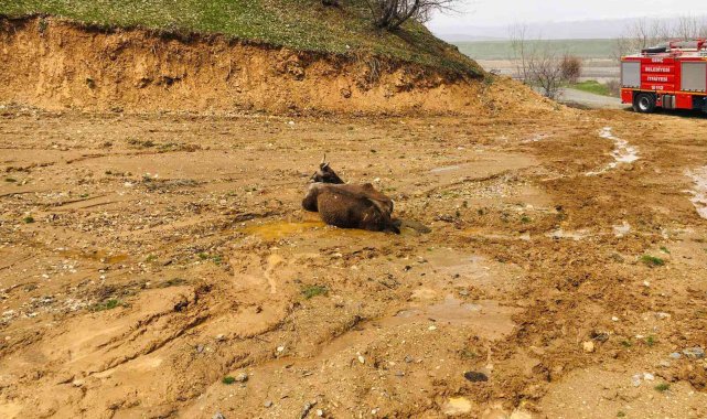 Bingöl'de çamura saplanan inek kurtarıldı