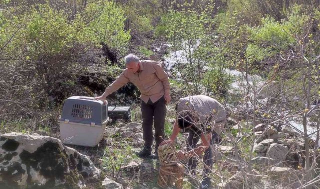 Bingöl'de ele geçiren 25 kınalı keklik doğaya salındı