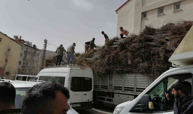 Bitlis'te yıllık 6 bin 730 ton kabuklu ceviz üretiliyor