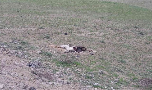 Boş araziye atılan koyun derileri ve telef olan eşek çevre kirliliği oluşturdu