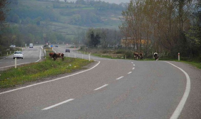 Boşta gezen büyükbaş hayvanlar kazaya davetiye çıkarıyor
