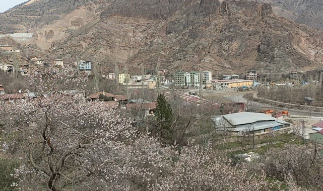 Bu ağaçlar bahara son kez "Merhaba" dedi