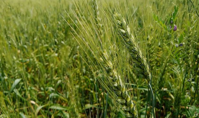 Buğdayda verim ve kalite artışı için gübrelemenin önemi