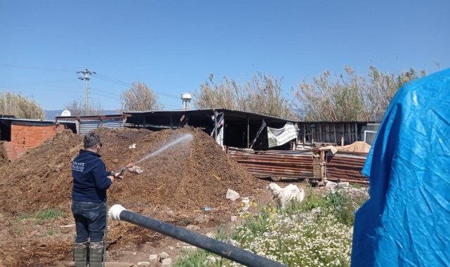 Burhaniye'de ilaçlama devam ediyor