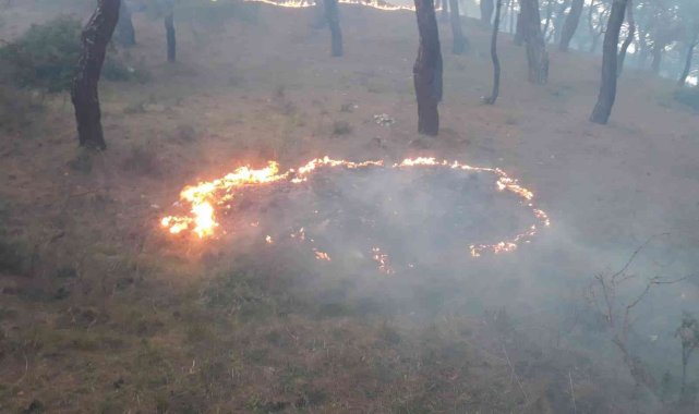 Burhaniye&#039;de orman yangını büyümeden söndürüldü
