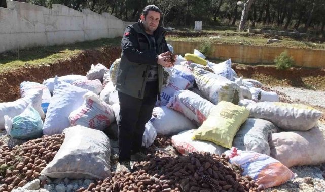 Burhaniye'de ormanlarda gençleştirme yapılıyor