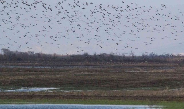 Bursa semalarında 35 bin pelikanın göç yolculuğu