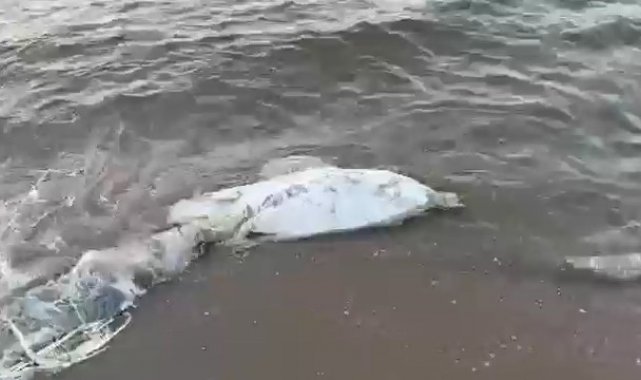 Bursa'da bir ölü yunus balığı daha karaya vurdu