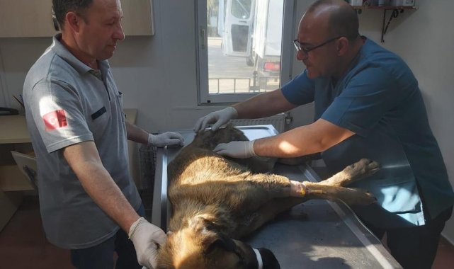 Bursa'da köpeği çöplüğe attılar, acı feryadını duyanlar kurtardı
