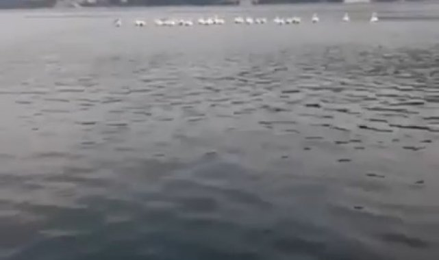 Bursa'da pelikan sürüsü kameralara yansıdı