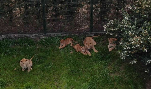 Bursa'nın kral ailesi büyüyor...7 yavru aslan görücüye çıktı
