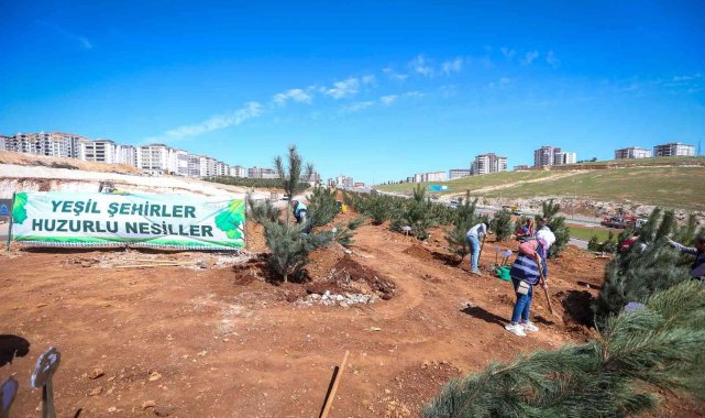 Büyükşehir 250 karaçam dikimi yaptı