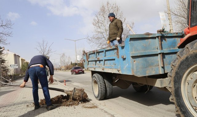 Cadde ve kaldırımlara farklı türlerde 200 adet ağaç dikildi
