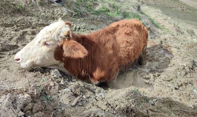 Çamura saplanan ineği vatandaşlar kurtardı