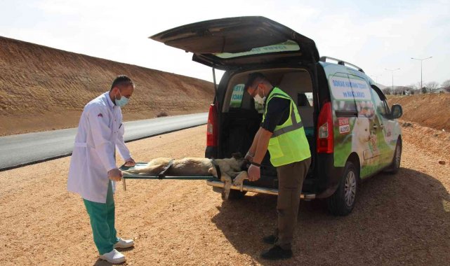 Can dostlar için 'Tedavi ve Nakil Aracı' hizmete girdi