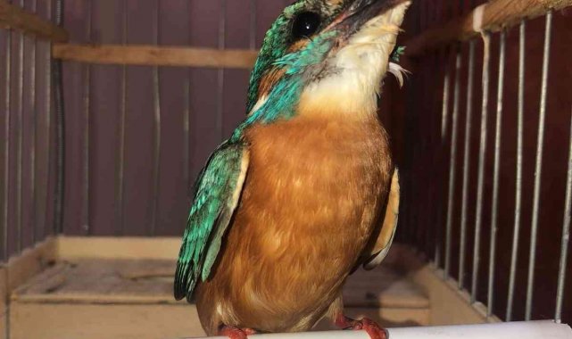 Çanakkale'de yaralanan yalı çapkını tedavi edildi