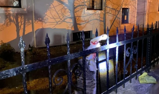 Çiftlikköy'de kedi kurtarma operasyonu
