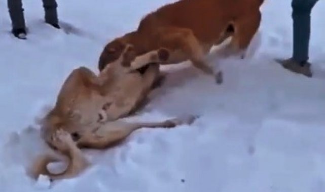 Çoban köpeklerinin döğüştürme görüntülerini sosyal medyada paylaşınca yakayı ele verdi