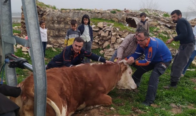 Demir direk arasında sıkışan ineği AFAD ekipleri kurtardı