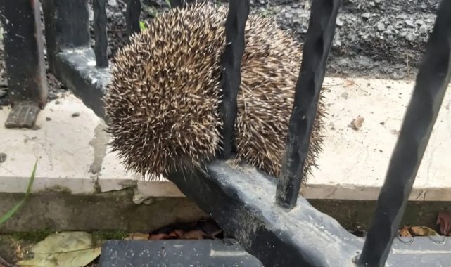 Demir parmaklıklara sıkışan kirpi böyle kurtarıldı