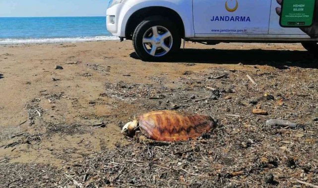 Denize atılan atıklar 4 caretta carettayı telef etti