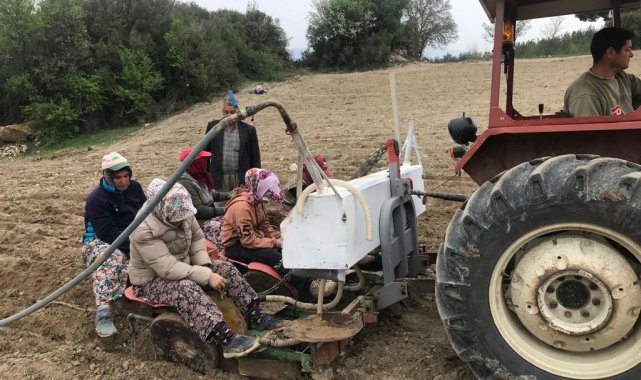 Denizli&#039;de yılın ilk adaçayı fideleri toprakla buluştu
