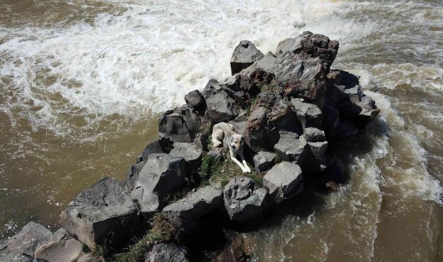 Derenin ortasında mahsur kalan köpek itfaiye ekipleri tarafından kurtarıldı