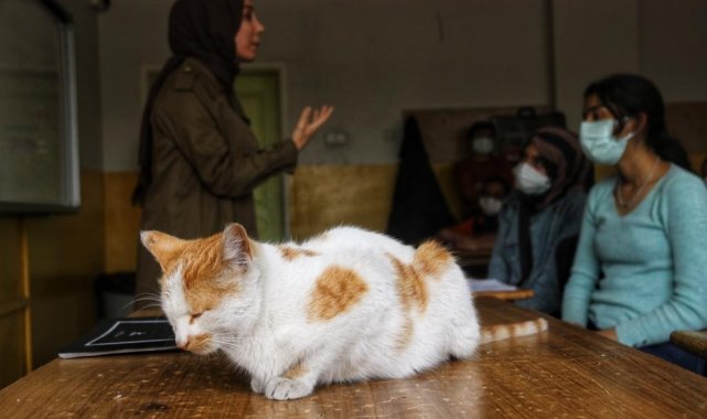 Diyarbakır&#039;da tedavi edilen kediler, okulun maskotu oldu