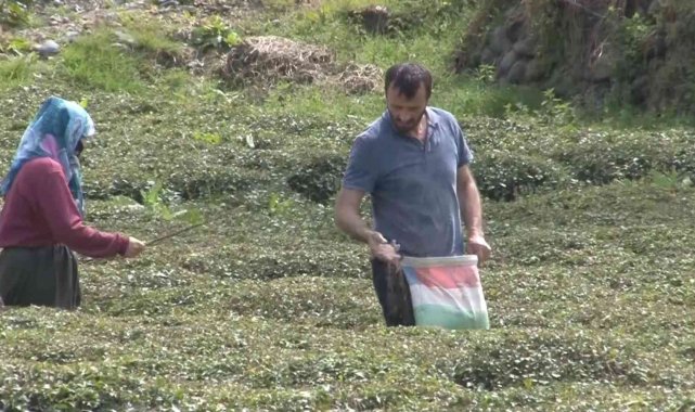 Doğu Karadeniz'i çay telaşı sardı