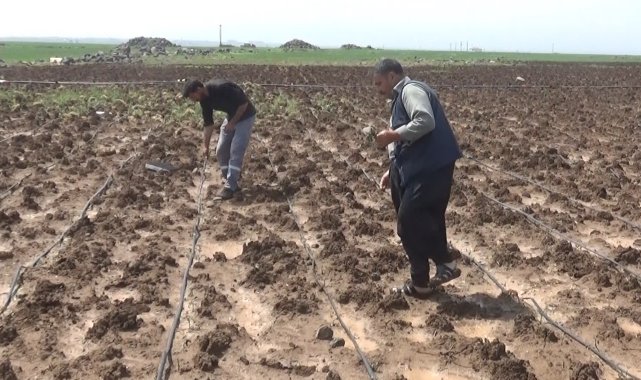 Dolu yağışı ekili arazileri vurdu