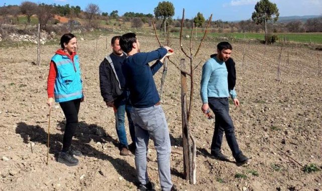 Domaniç&#039;te üreticilere uygulamalı cevizde budama ve bakım eğitimi