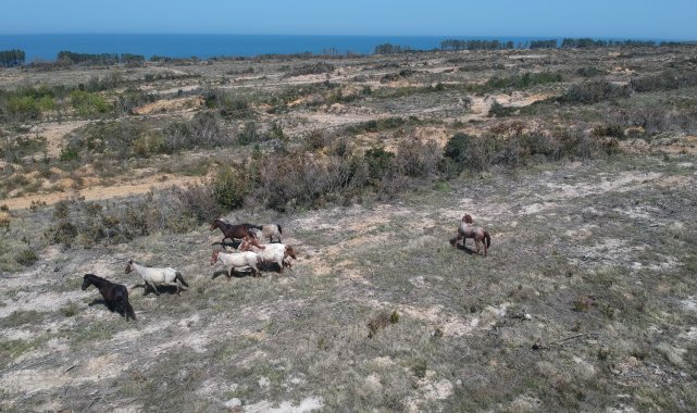 Dron gören yılkı atlarının şaşkınlığı