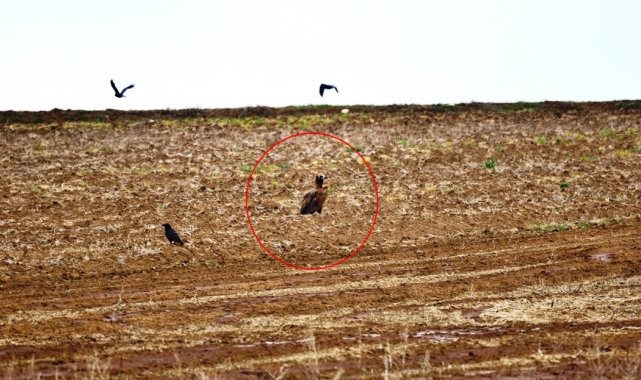 Dünyada nesli tehlike altında olan kara akbabalar gözlemlendi
