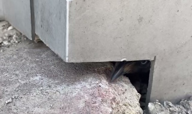 Duvar ile kompozit döşeme arasına sıkışan karga kurtarıldı