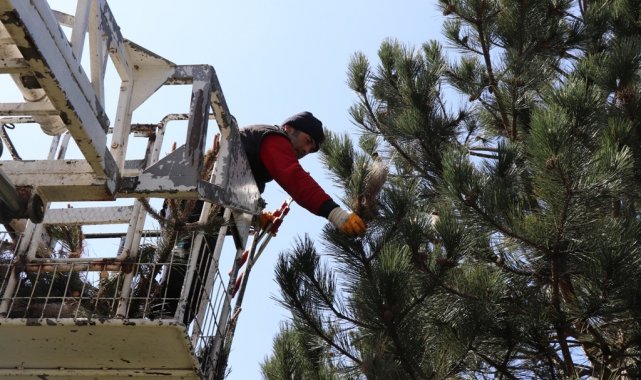 Düzce Belediyesi böcekle mücadele ediyor