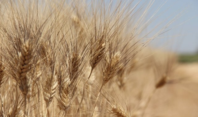 Edirne&#039;de buğday 5 lira 152 kuruştan satıldı