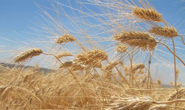 Edirne'de buğdayın kilosu en yüksek 5 lira 483 kuruştan satıldı