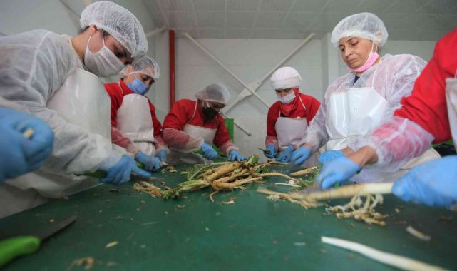 Efelerli kadınlar 7 ton şevketibostan işledi