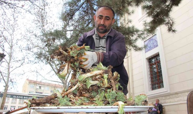 Elazığ'da 'Çiriş' ve 'Kenger' otu, tezgahlardaki yerini aldı