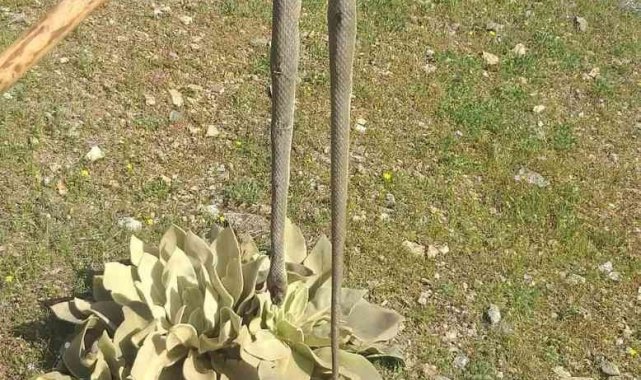 Elazığ'da baharın gelmesiyle yılanlar görülmeye başlandı