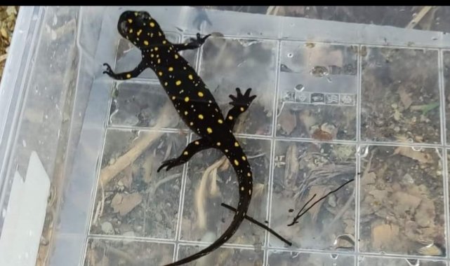 Elazığ'da benekli semender izleme çalışması yapıldı