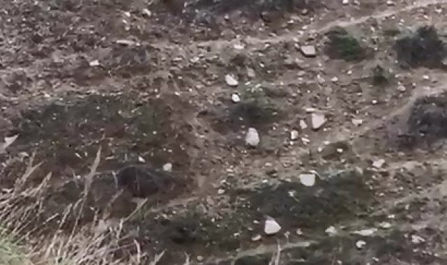 Elazığ'da domuz ve yavruları görüntülendi