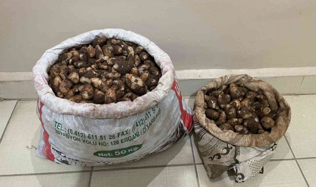 Elazığ'da salep soğanı toplayan 4 kişiye 436 bin lira para cezası