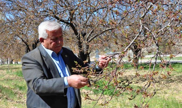 Elbistan'da kayısıyı zirai don vurdu