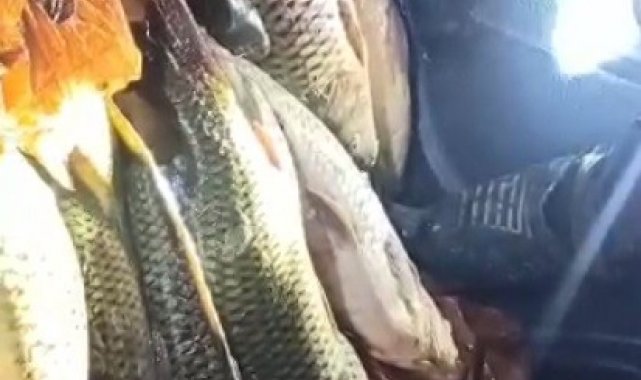 Elektroşok ile avladıkları 200 kilogram sazanı bırakıp kaçtılar